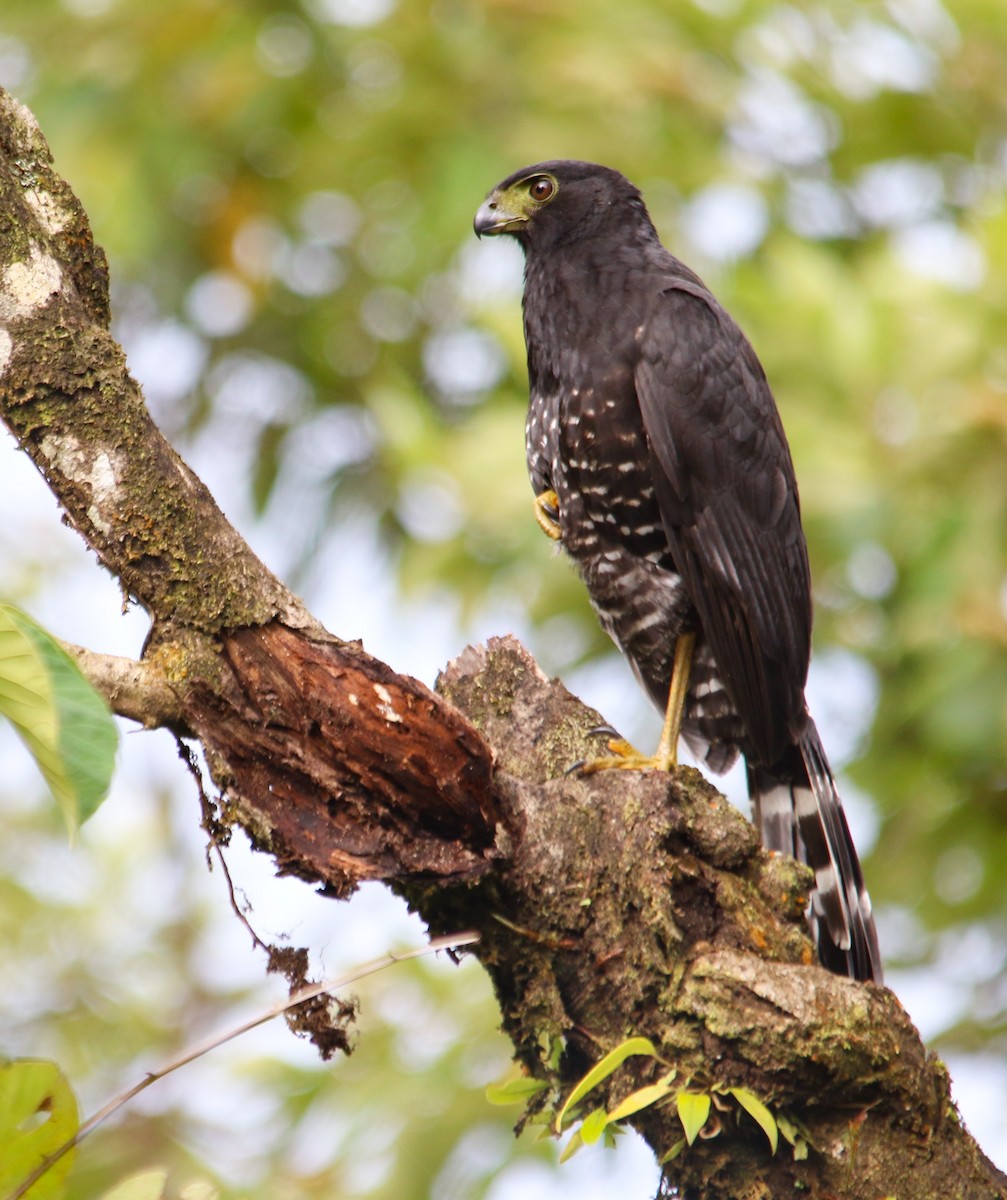 Collared Forest-Falcon - ML620644980