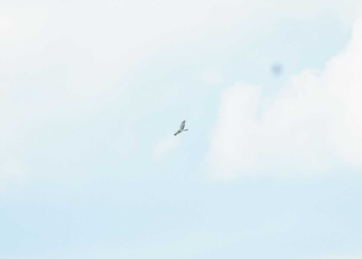 Northern Harrier - Pam Hardy