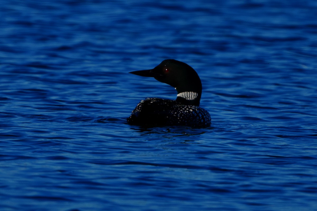 Plongeon huard - ML620644992