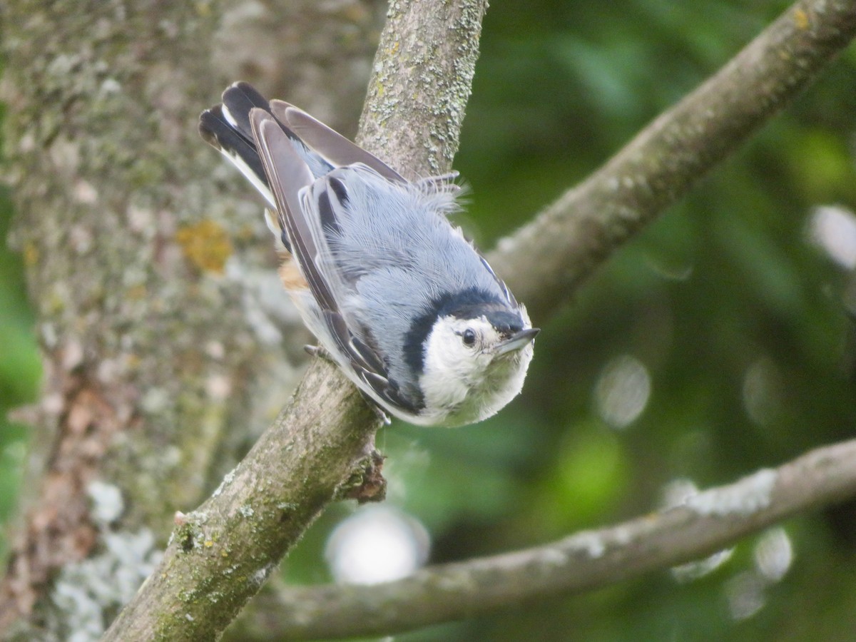 White-breasted Nuthatch - ML620644993