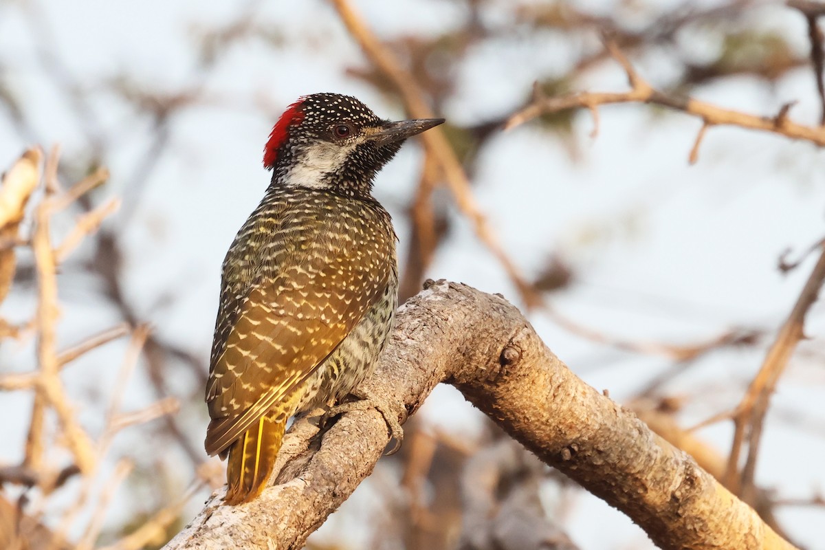 Golden-tailed Woodpecker - ML620644994