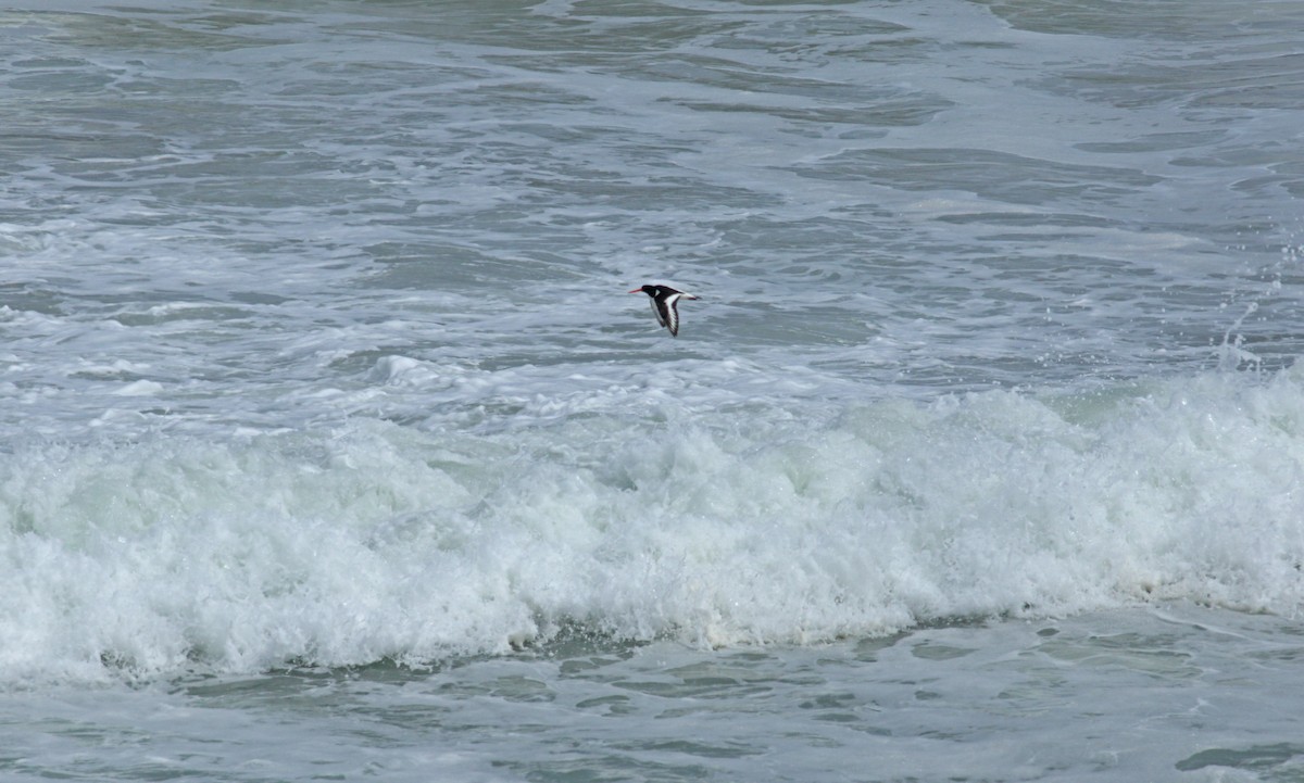 Eurasian Oystercatcher - ML620644997