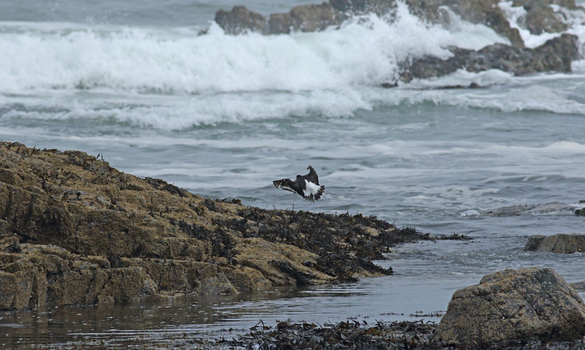 Eurasian Oystercatcher - ML620644998