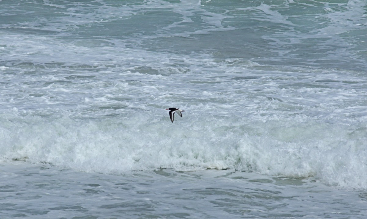 Eurasian Oystercatcher - ML620644999