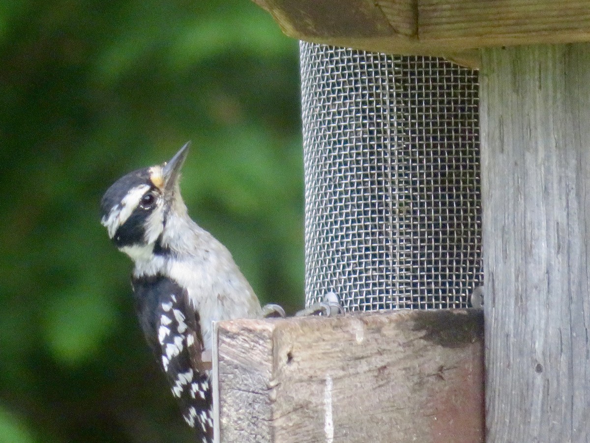 Downy Woodpecker - ML620645002