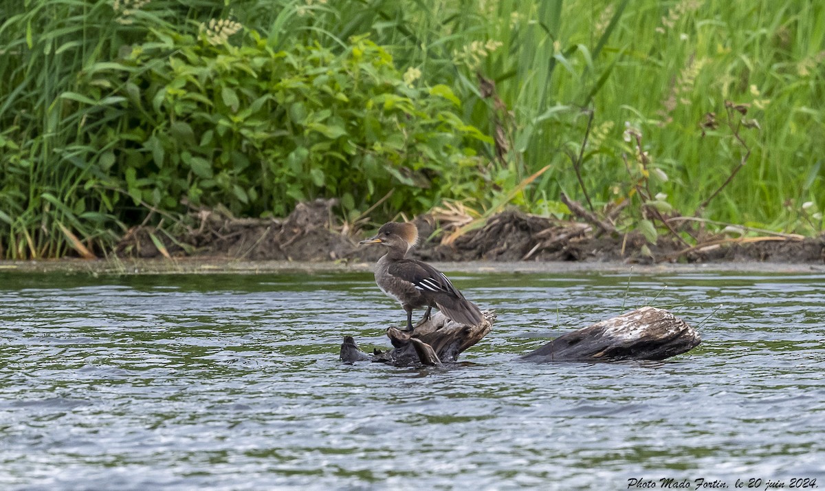 Hooded Merganser - ML620645006