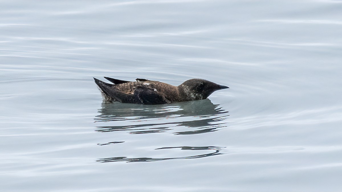 Marbled Murrelet - Kurt Hillman