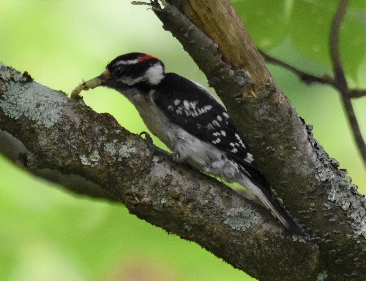 セジロコゲラ（pubescens／medianus） - ML620645011