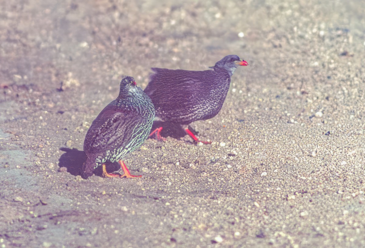 Natal Spurfowl - ML620645014