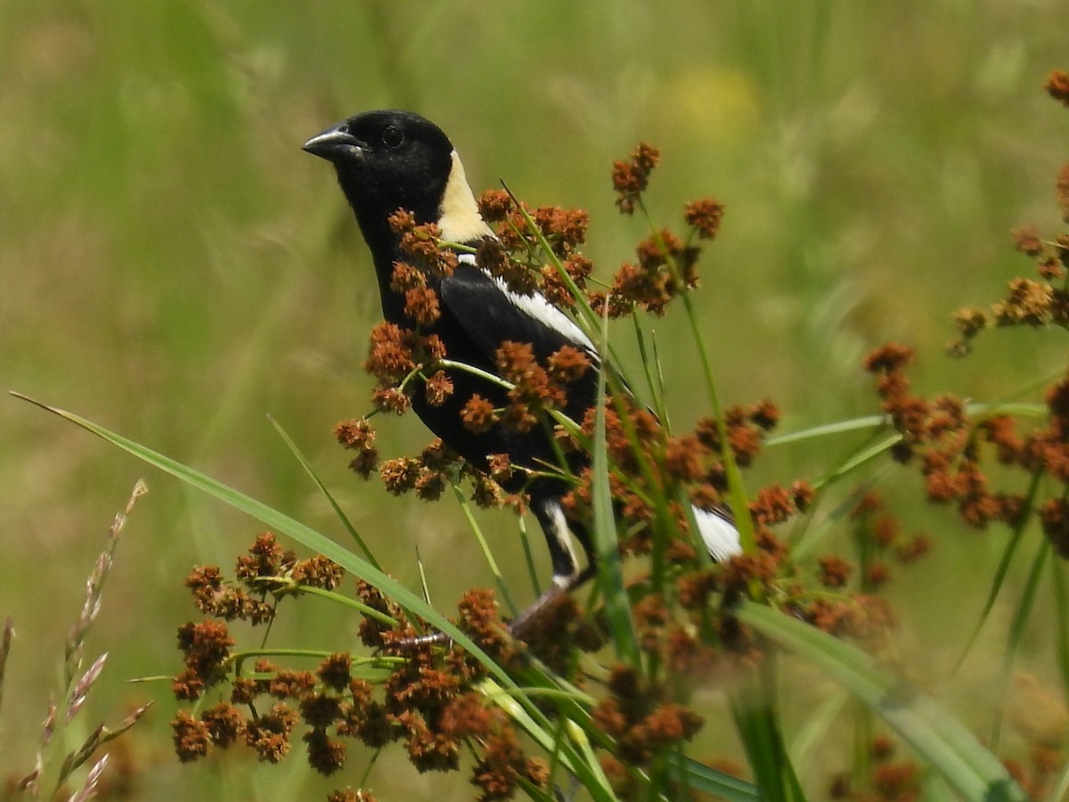 bobolink americký - ML620645018