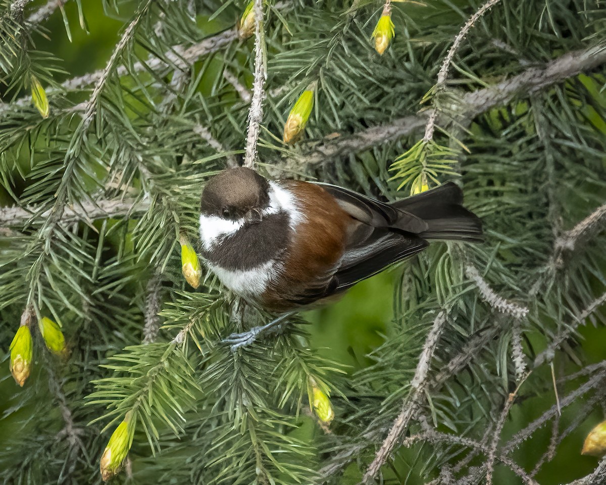 Mésange à dos marron - ML620645019