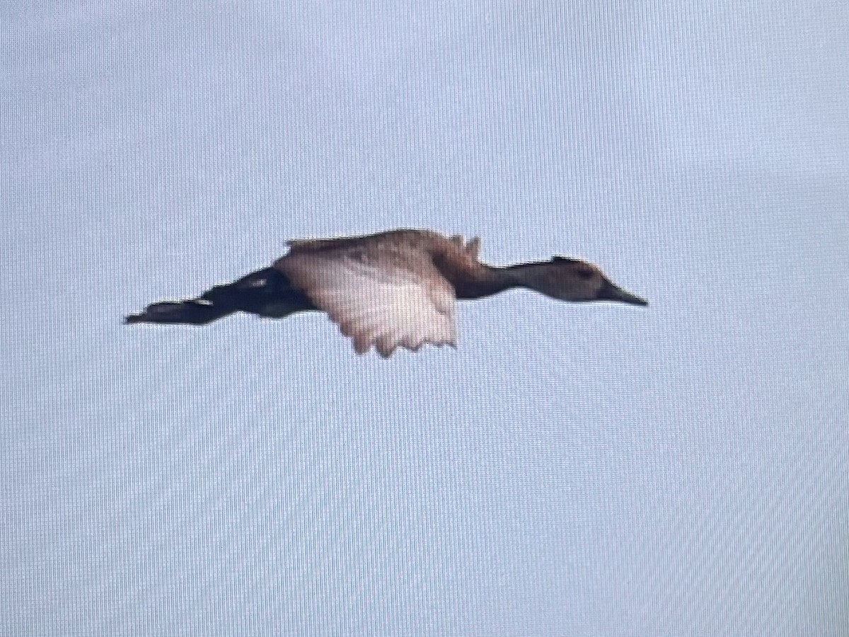 West Indian Whistling-Duck - ML620645023