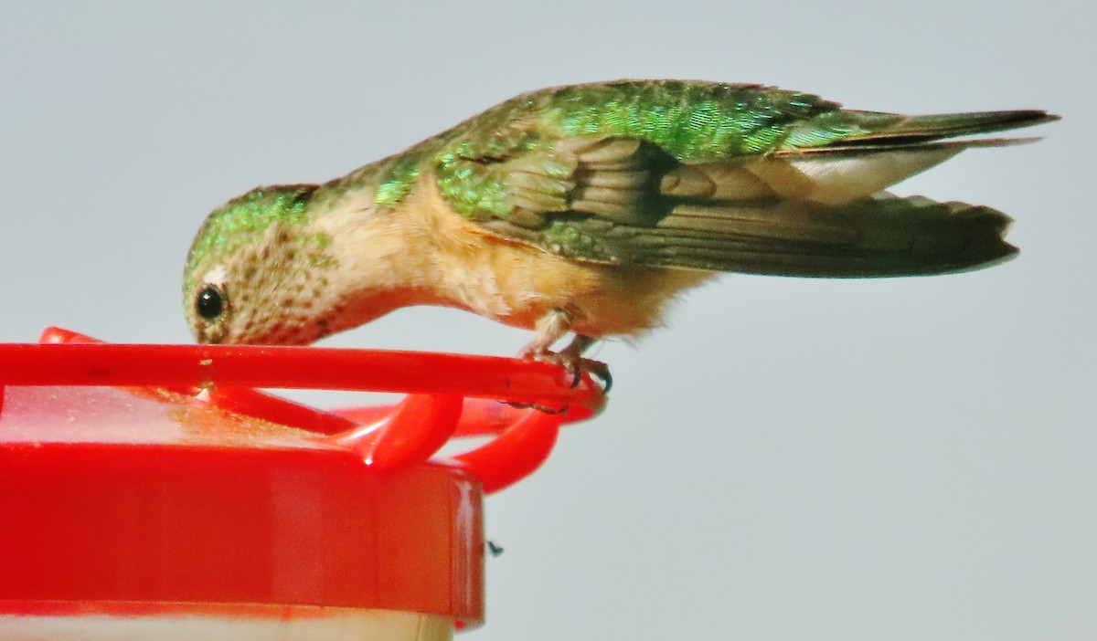 Broad-tailed Hummingbird - ML620645024