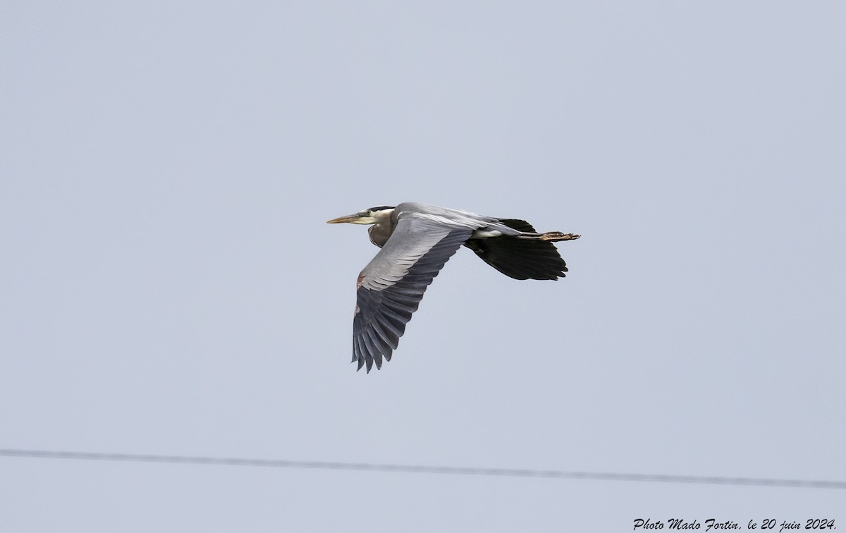 Garza Azulada - ML620645028