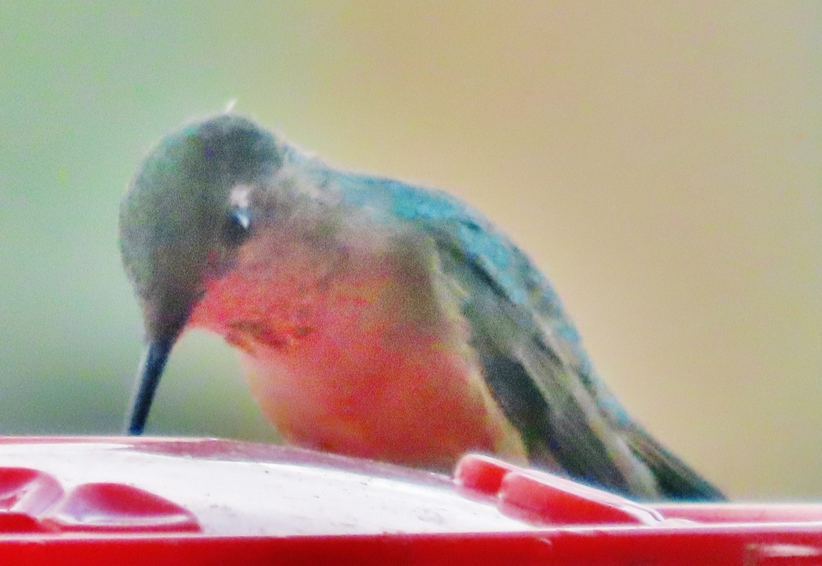 Broad-tailed Hummingbird - ML620645030