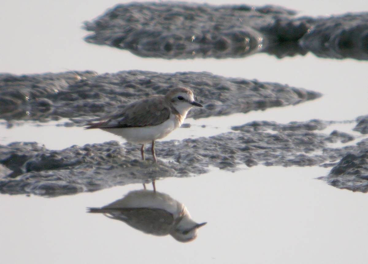 Kentish Plover - ML620645033