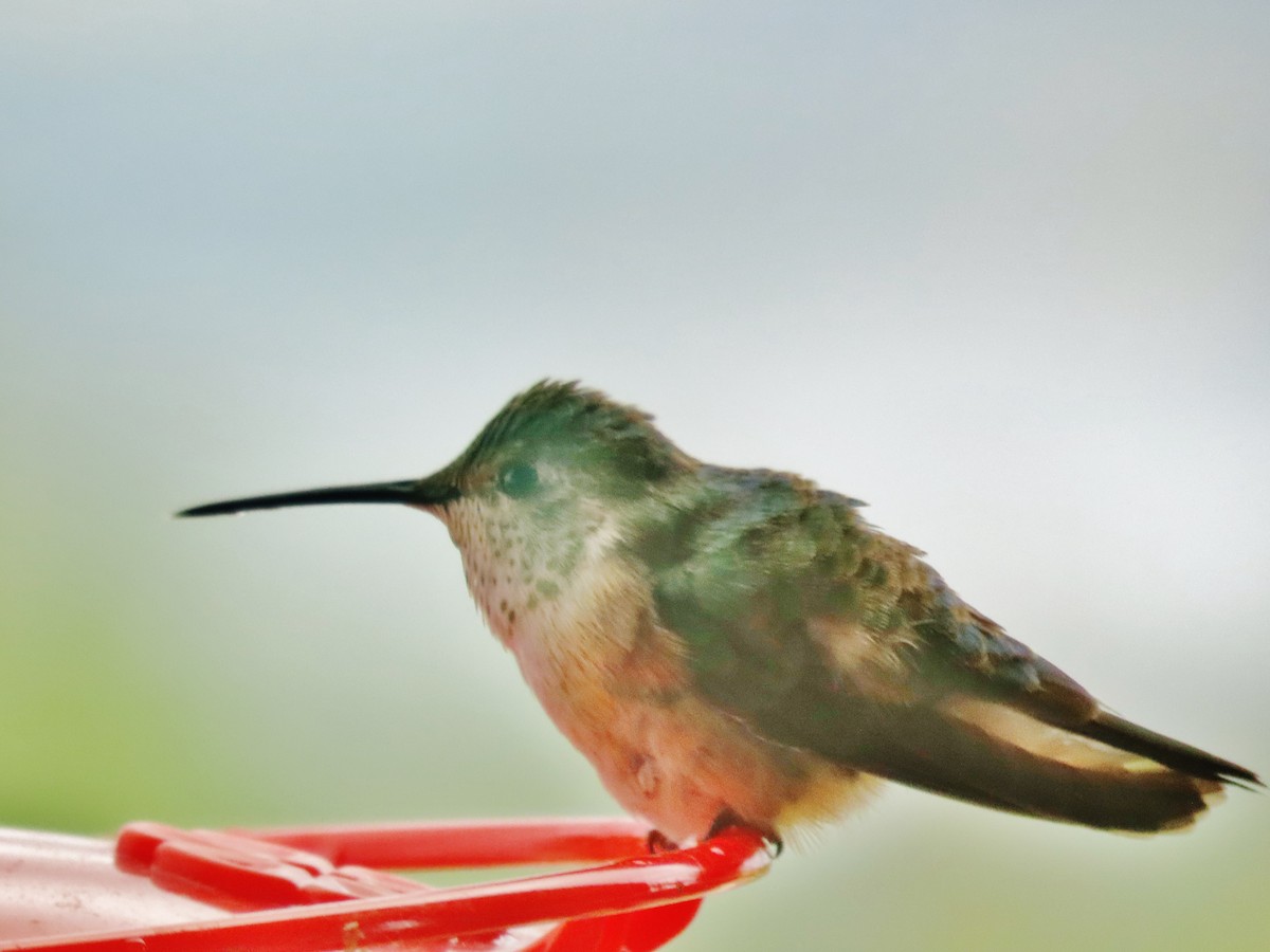 Broad-tailed Hummingbird - ML620645034