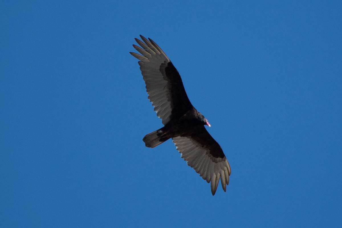 Turkey Vulture - Bill Tollefson