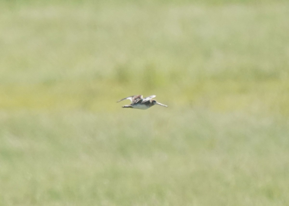 Wilson's Snipe - ML620645038