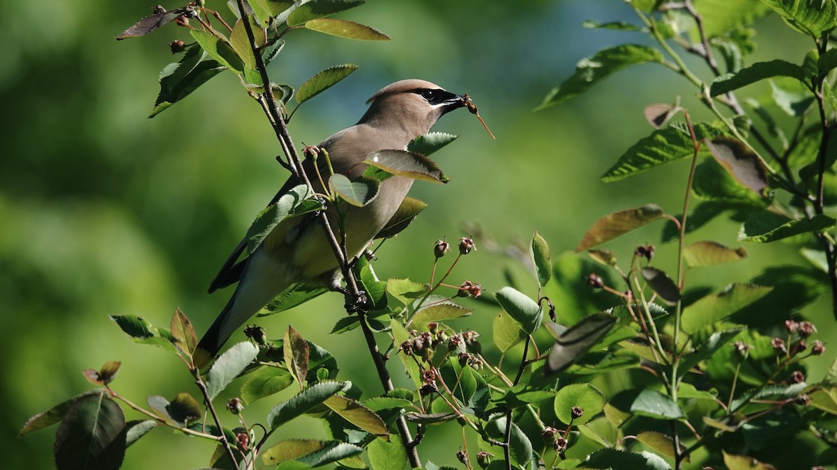 Cedar Waxwing - ML620645040