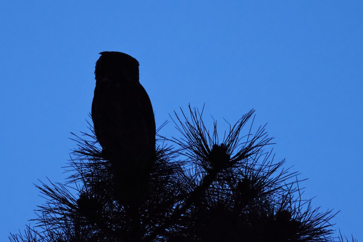 Great Horned Owl - ML620645043