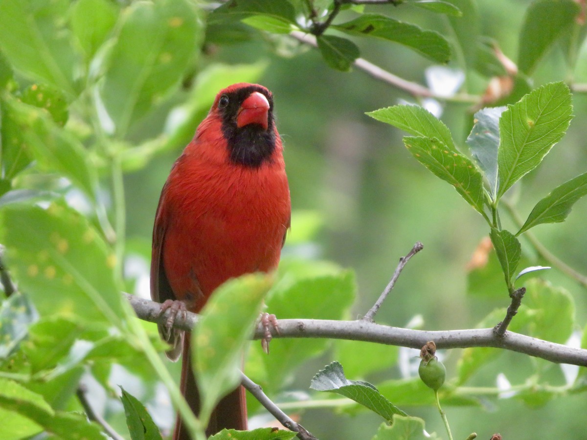 Cardinal rouge - ML620645044