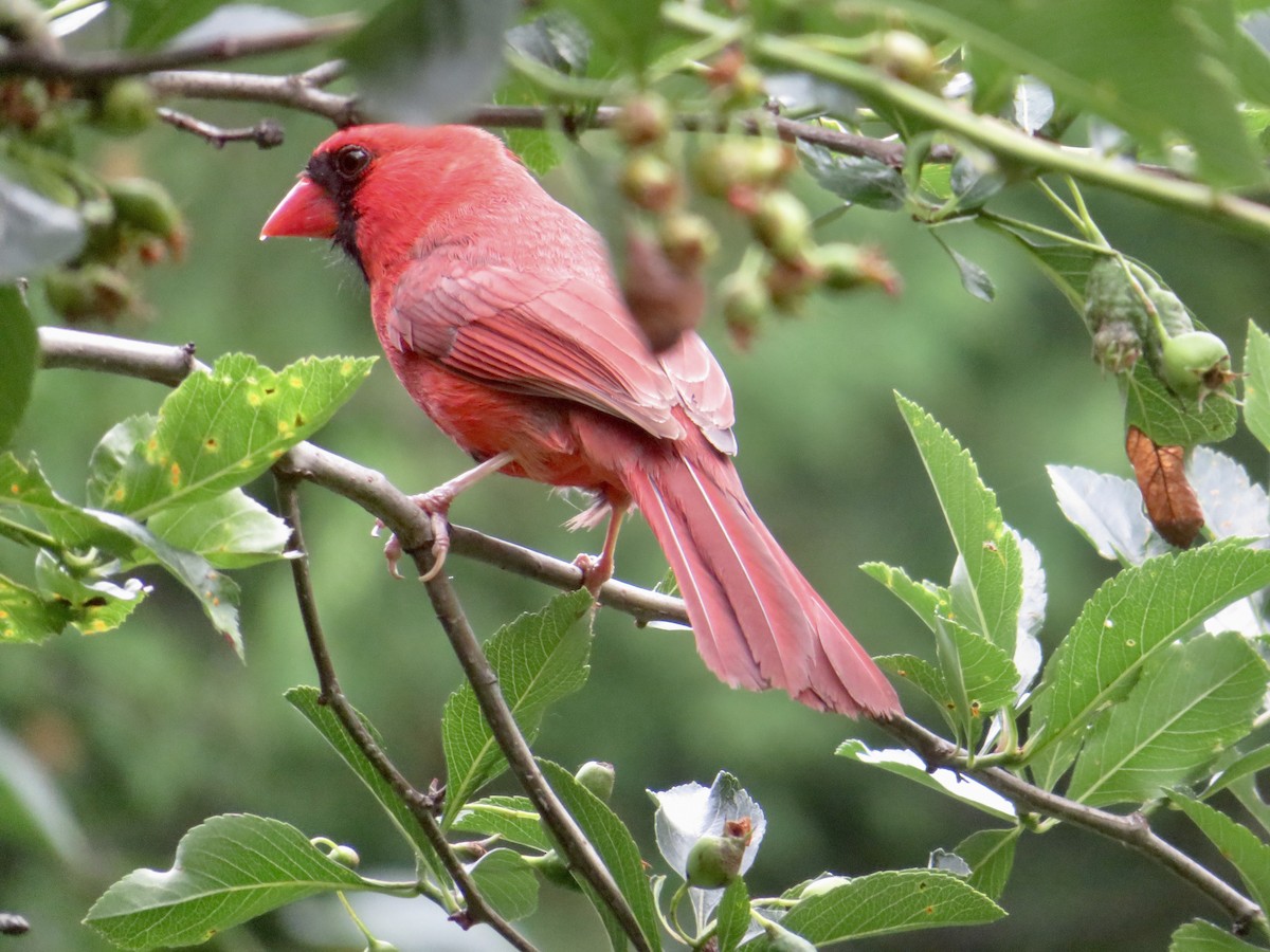 Cardinal rouge - ML620645045