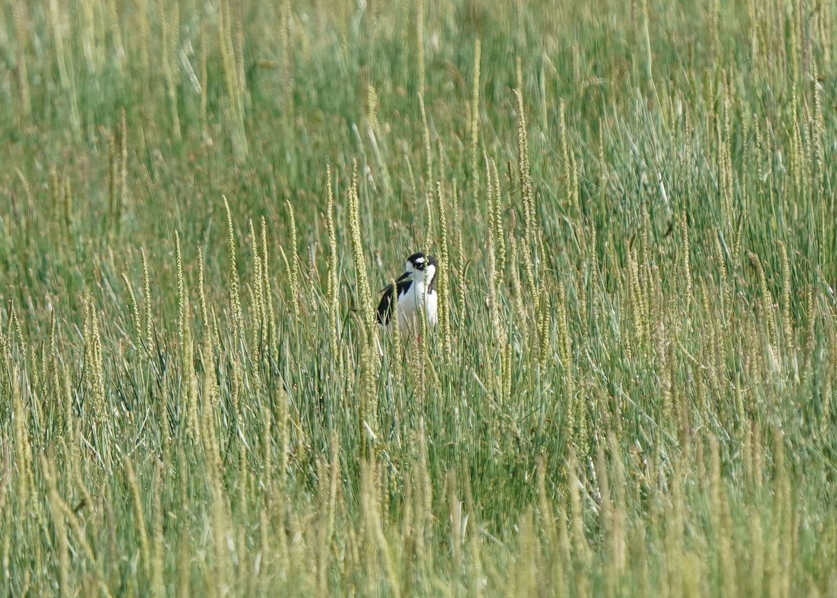 Black-necked Stilt - ML620645046