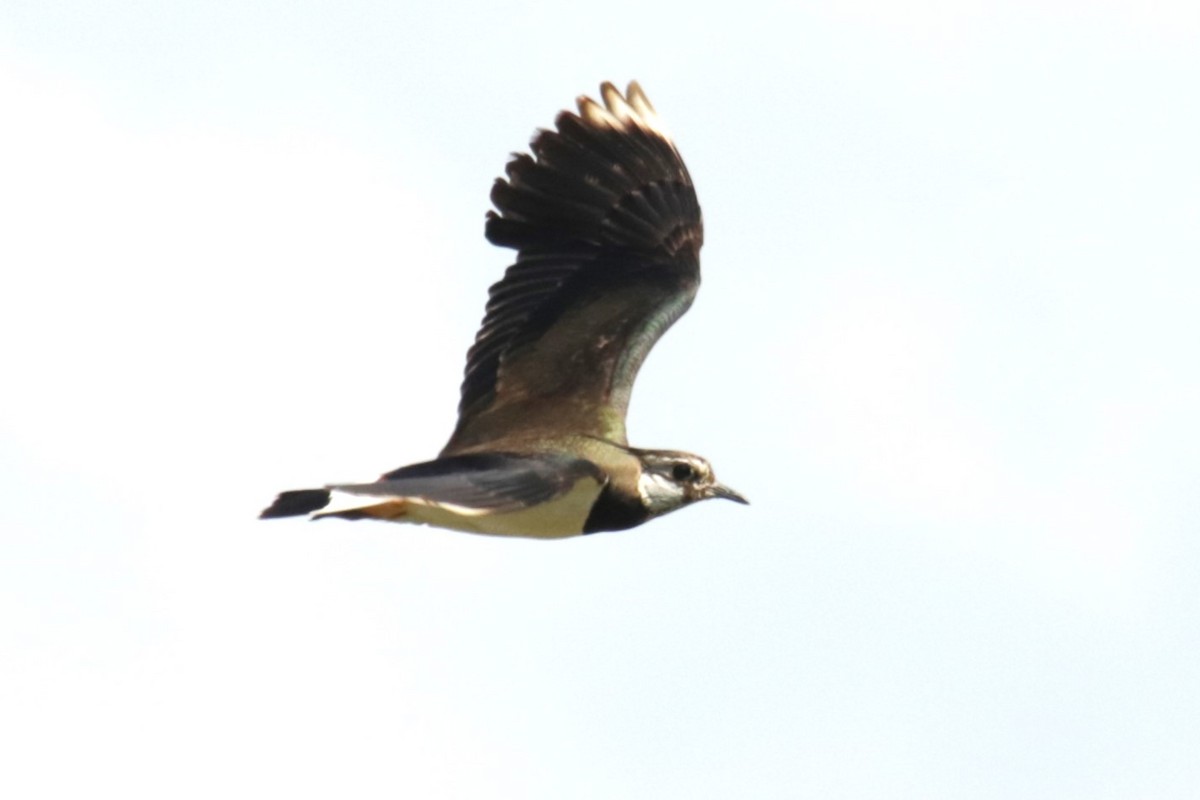 Northern Lapwing - ML620645047