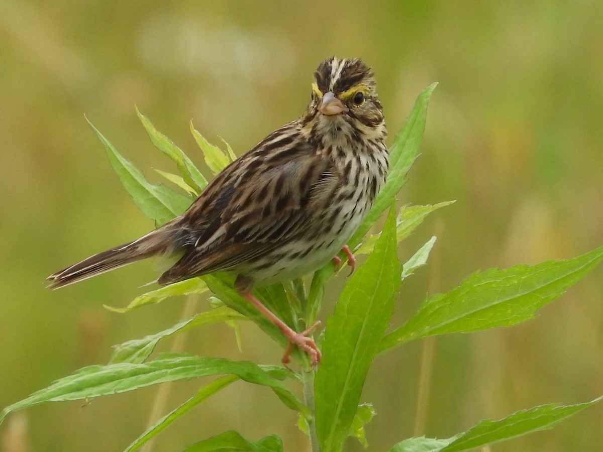 Savannah Sparrow - ML620645048