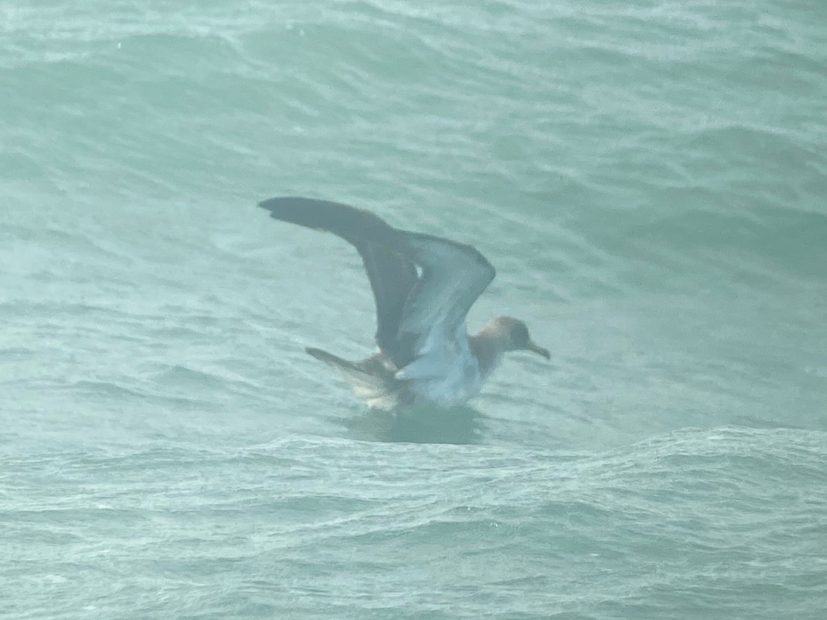 Cory's Shearwater - ML620645050