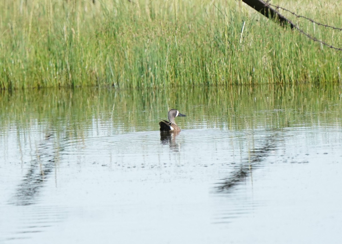 Blue-winged Teal - ML620645056