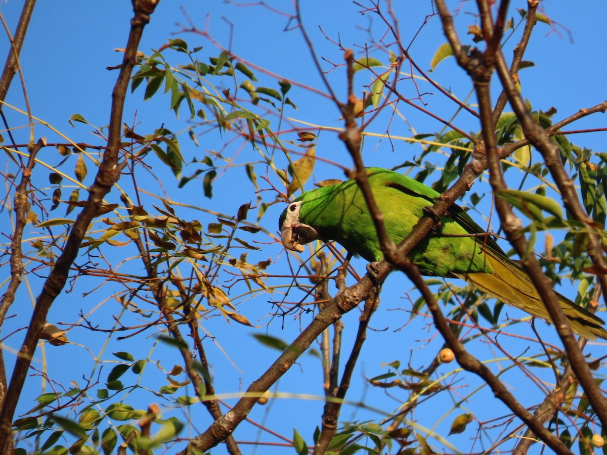 Red-shouldered Macaw - ML620645057