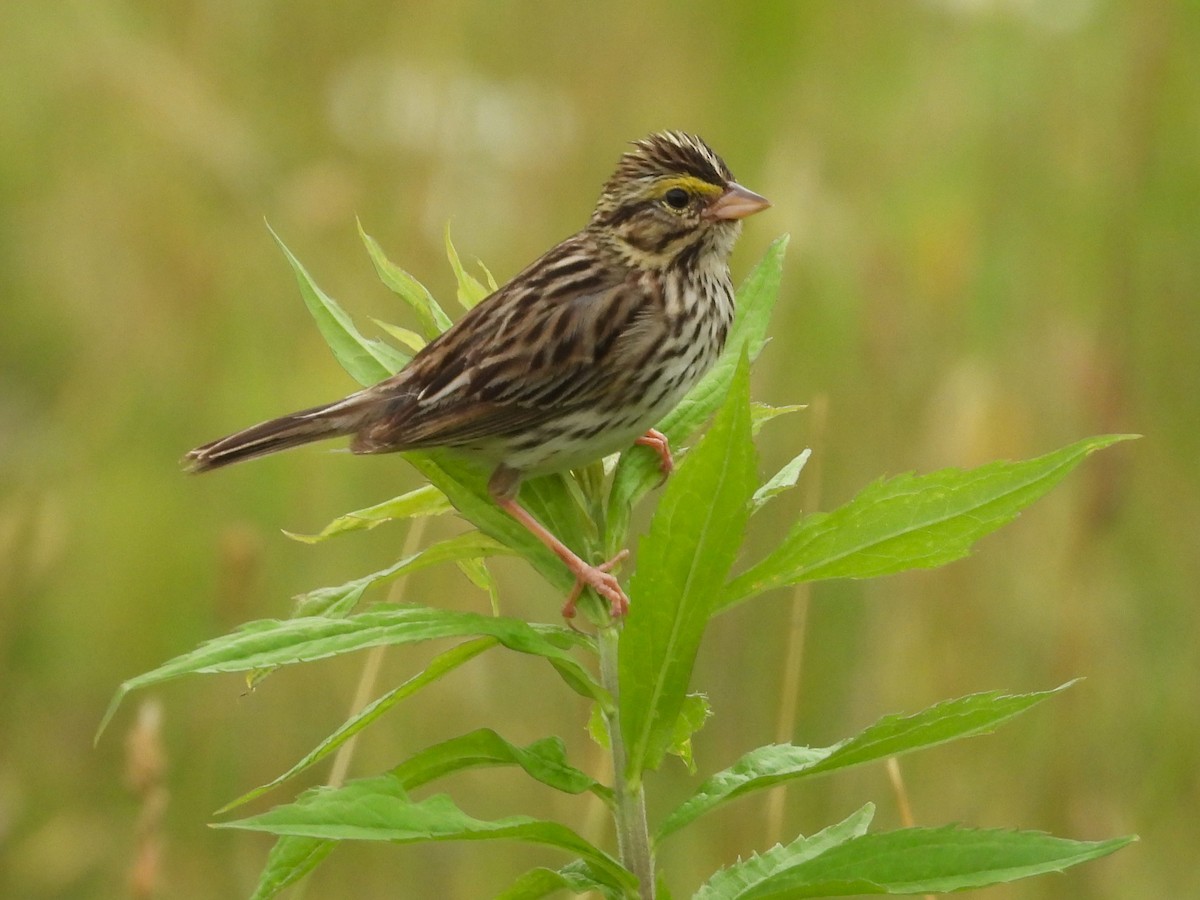 Savannah Sparrow - ML620645059