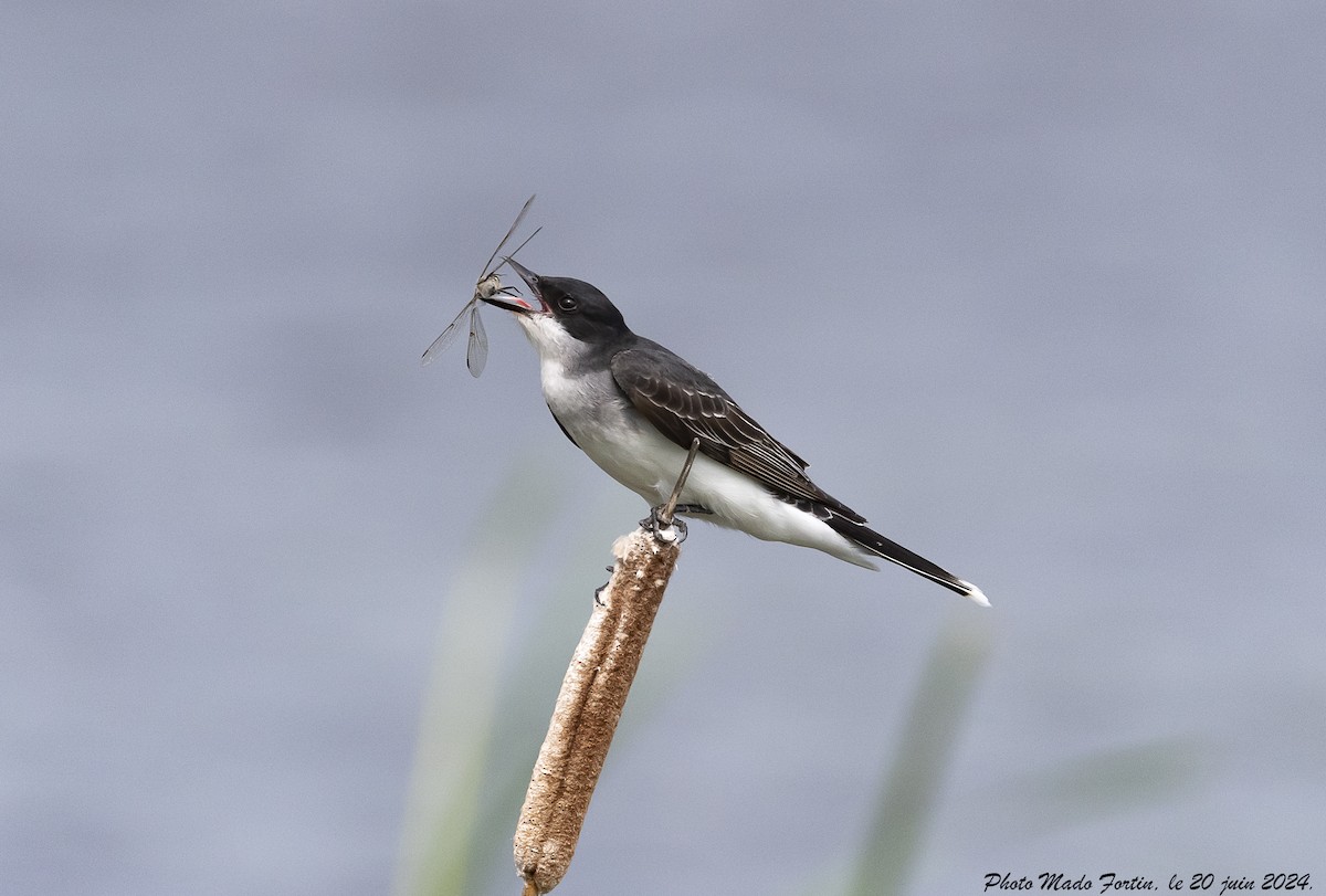 Eastern Kingbird - ML620645060