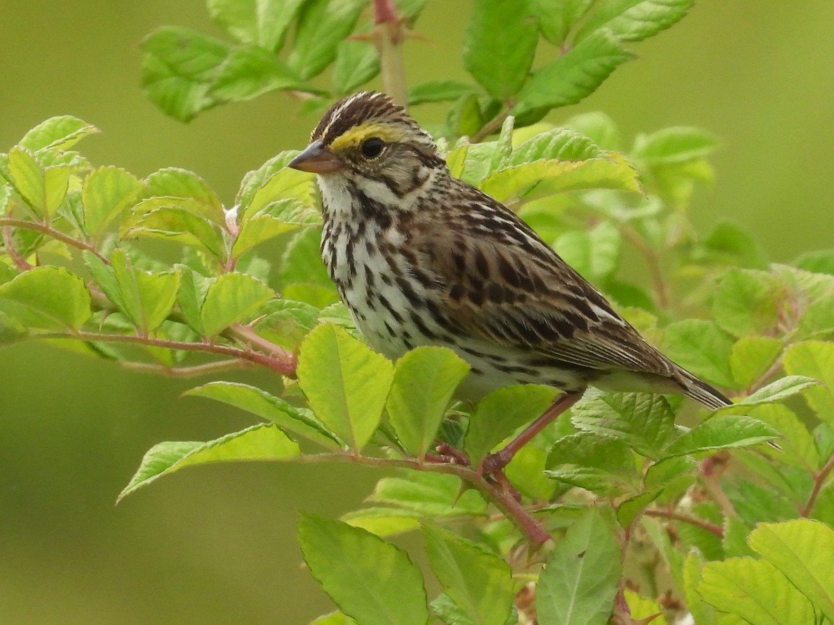 Savannah Sparrow - ML620645061