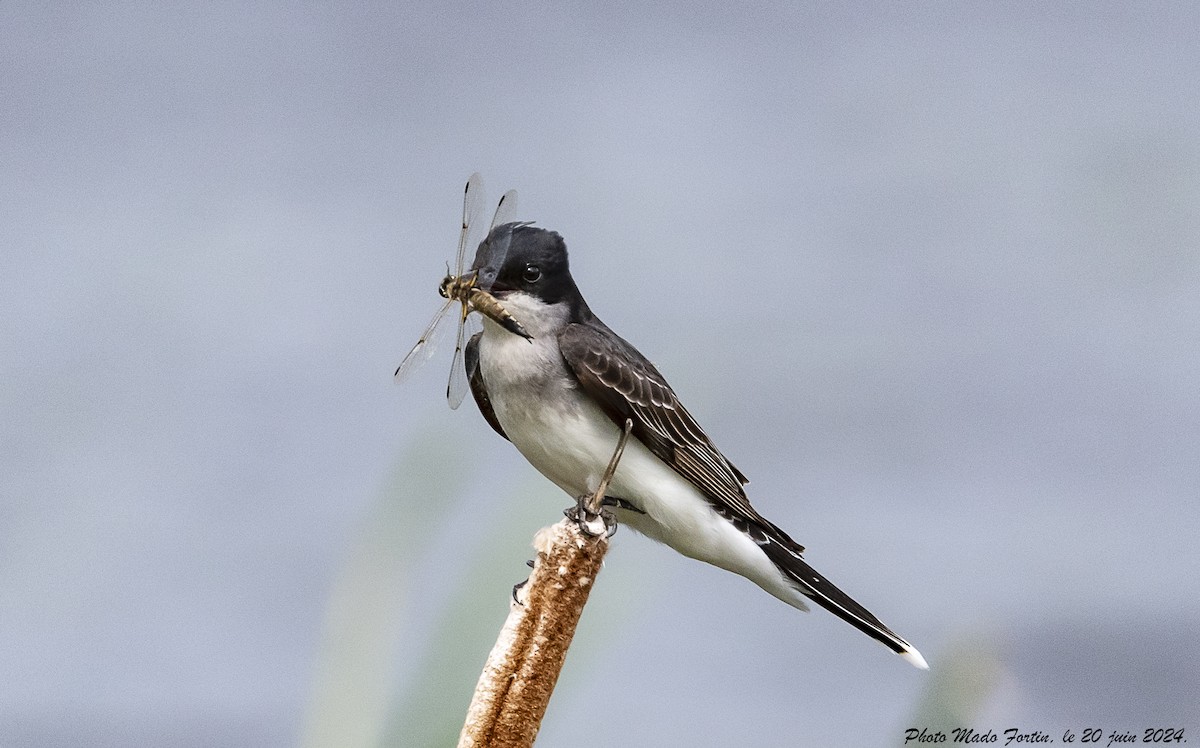 Eastern Kingbird - ML620645064