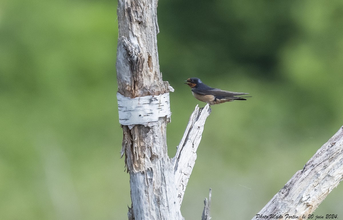 Barn Swallow - ML620645076