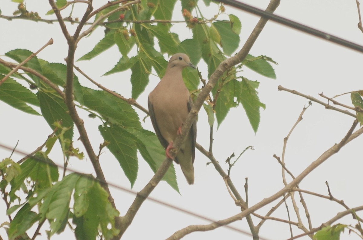 Eared Dove - ML620645078