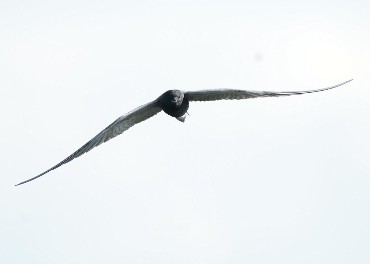 Black Tern - ML620645088