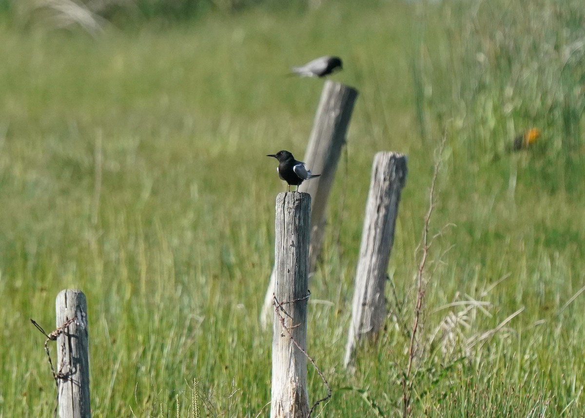 Black Tern - ML620645089