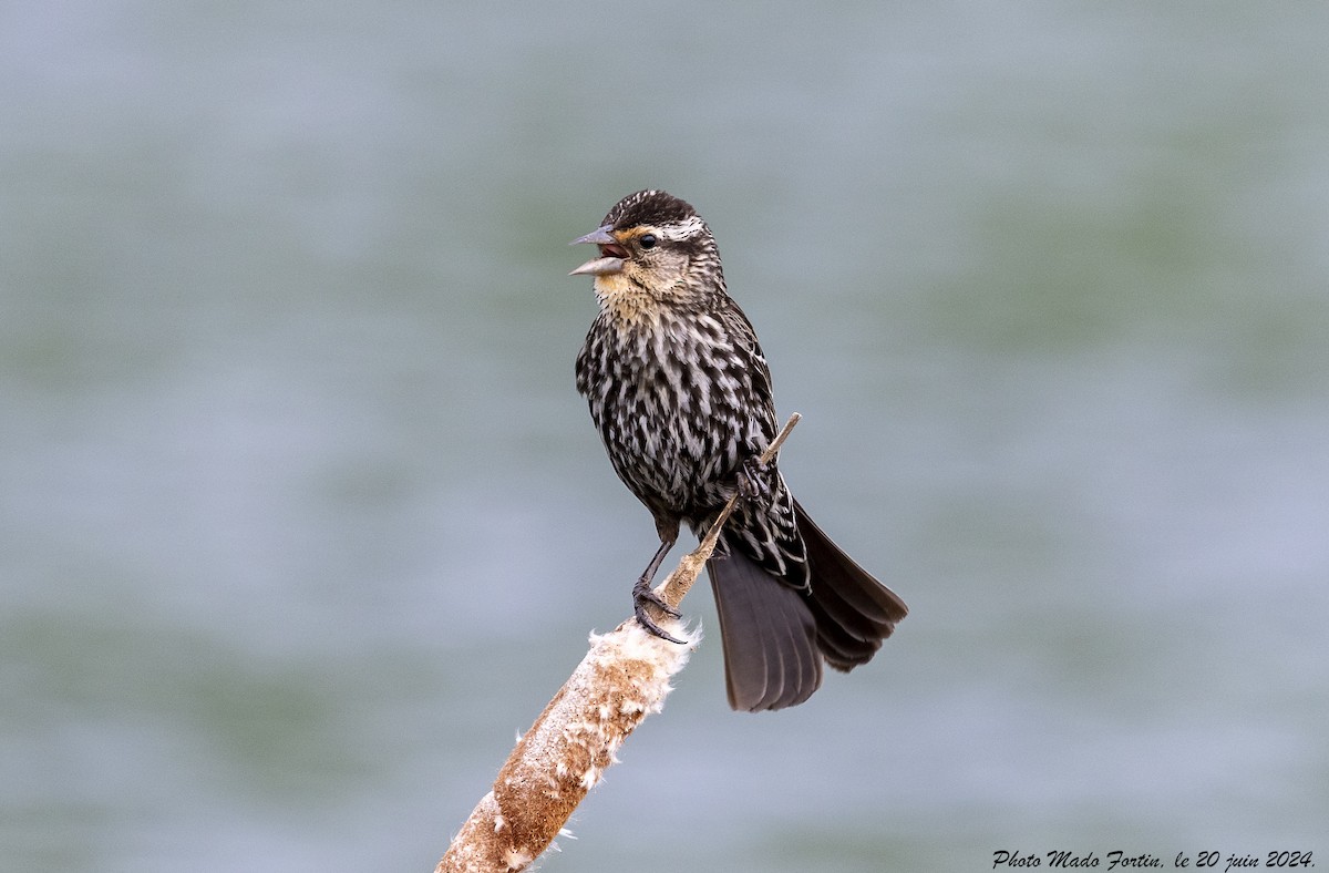 Red-winged Blackbird - ML620645092