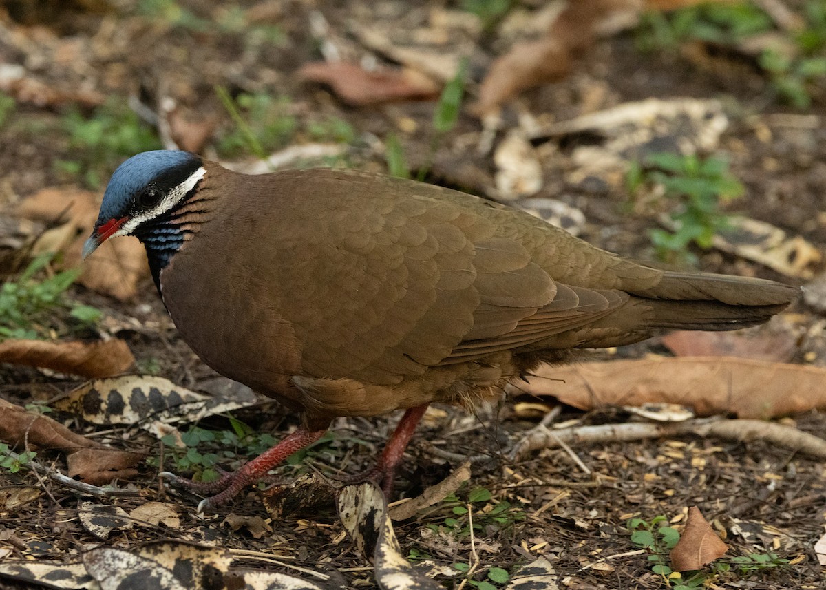 Colombe à tête bleue - ML620645093