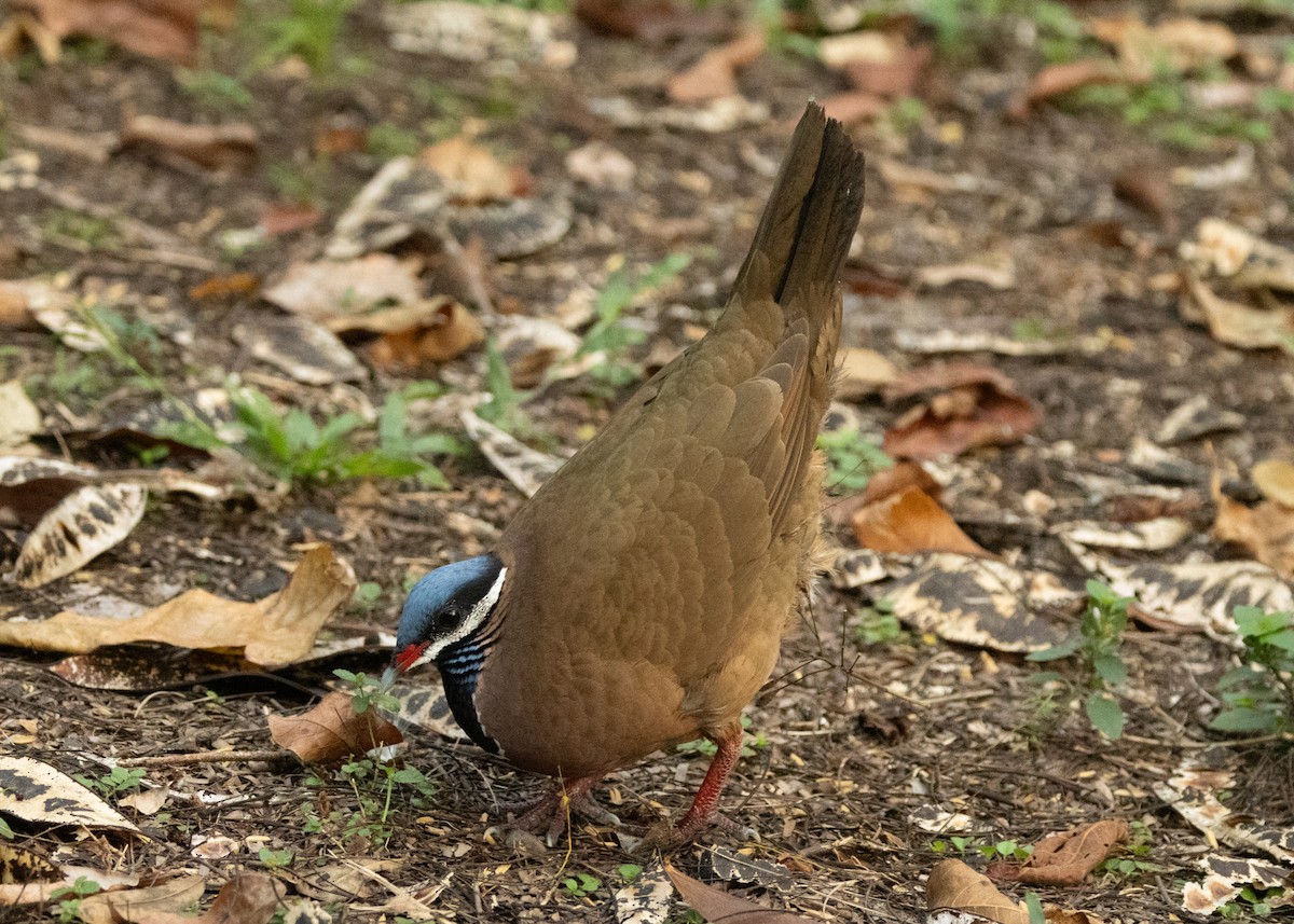 Blue-headed Quail-Dove - Silvia Faustino Linhares