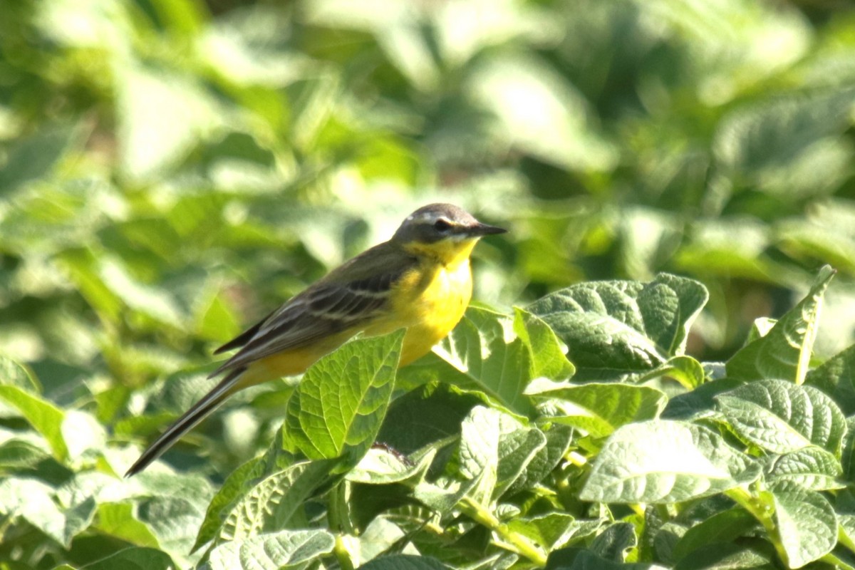 Western Yellow Wagtail - ML620645096