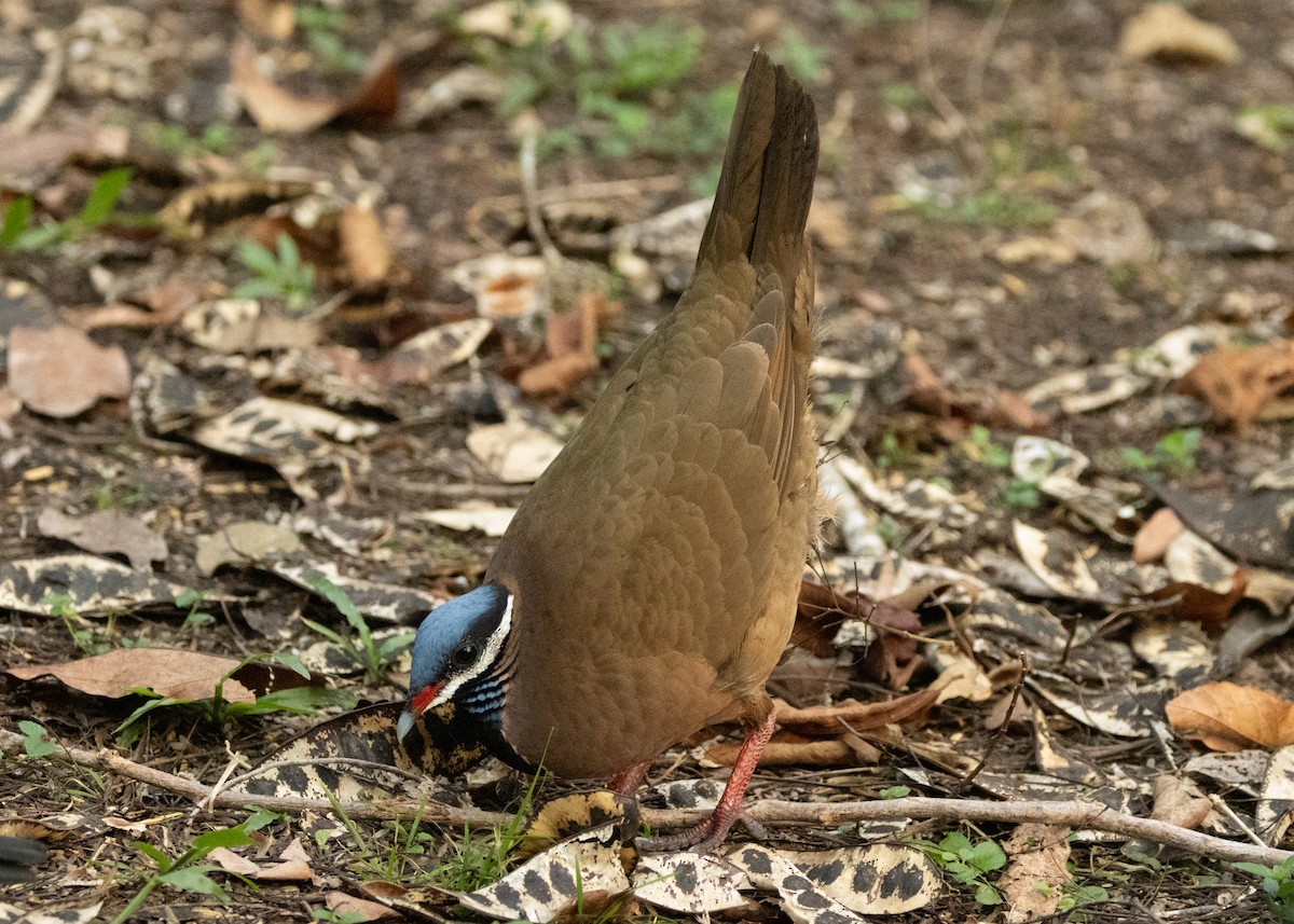 Colombe à tête bleue - ML620645098