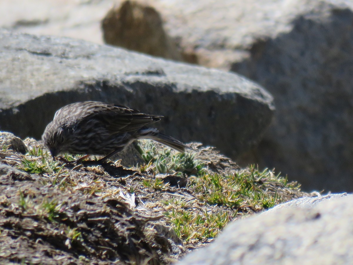 Plumbeous Sierra Finch - ML620645101