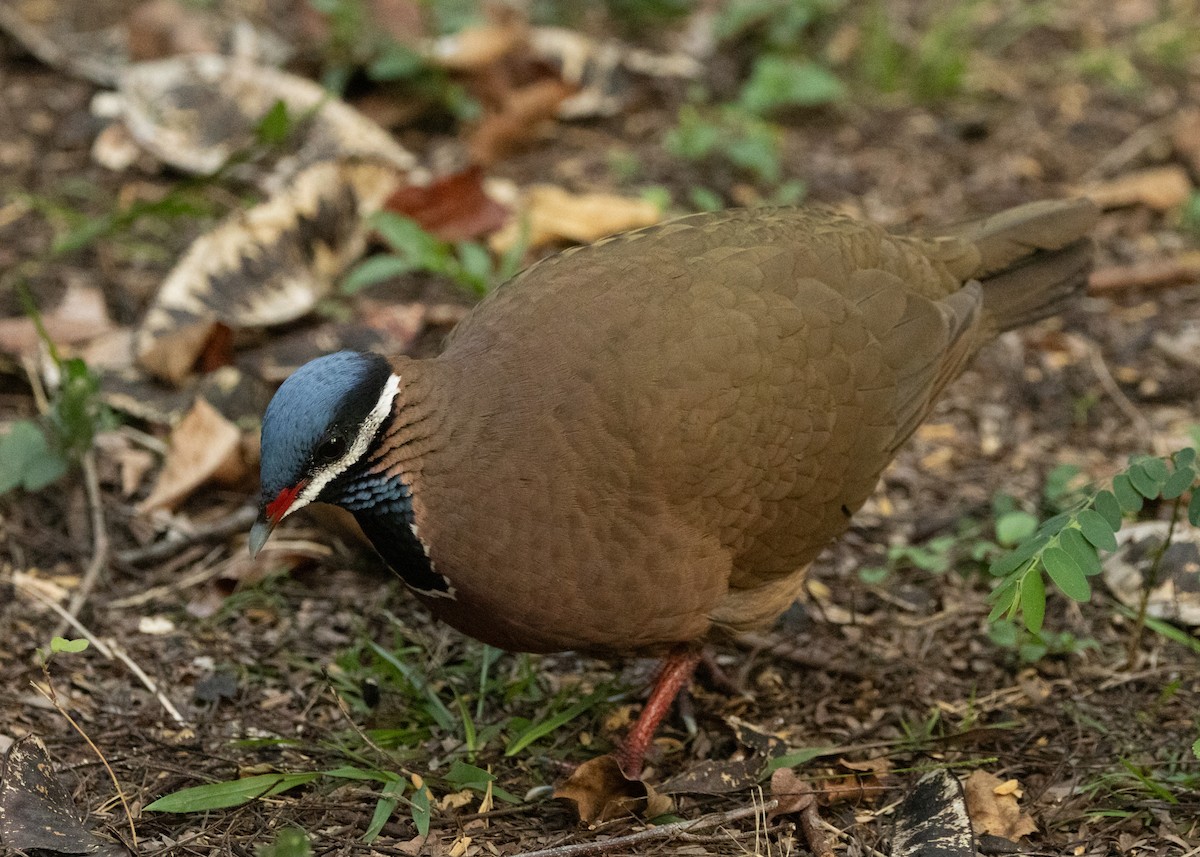 Colombe à tête bleue - ML620645102