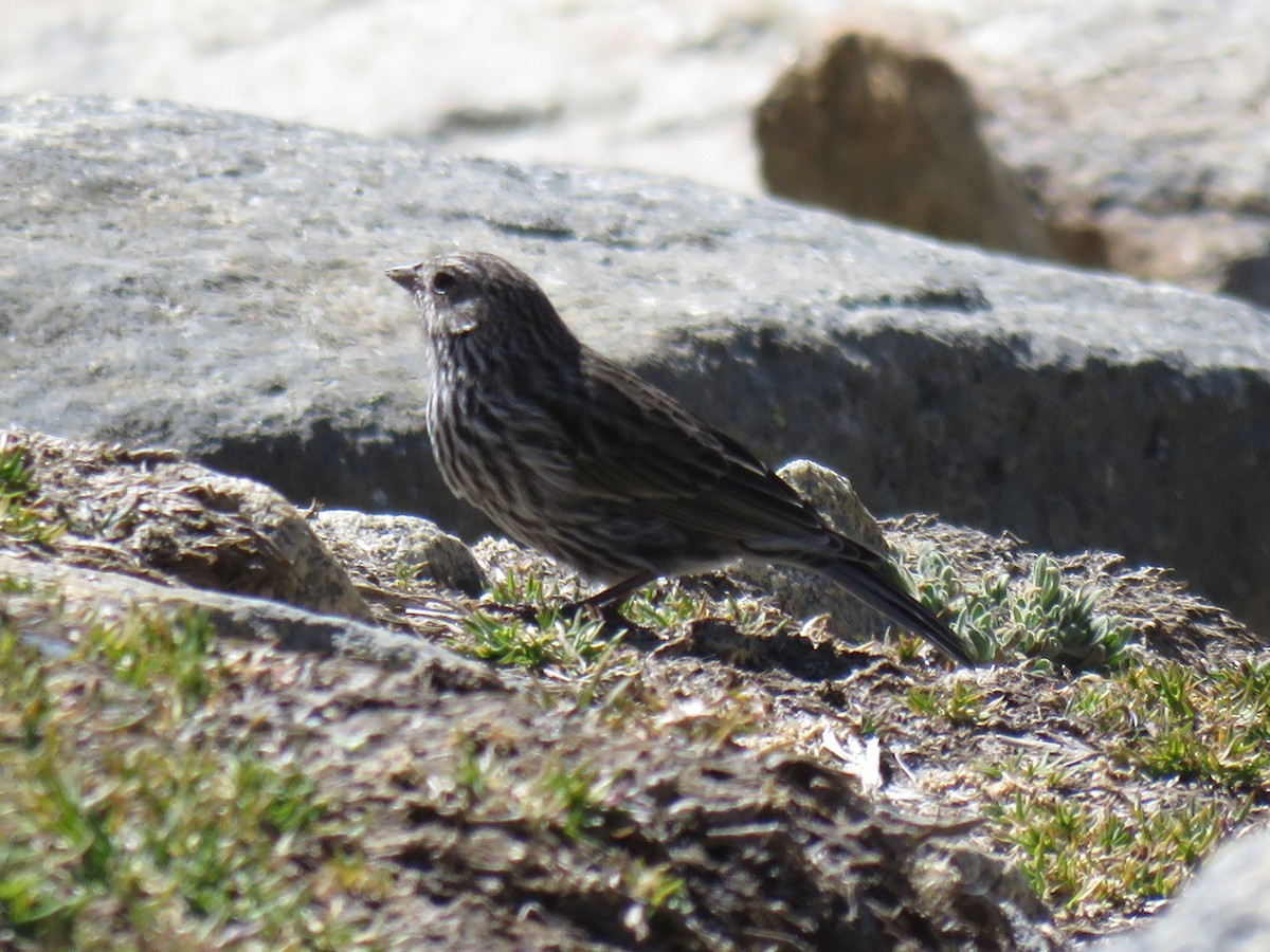 Plumbeous Sierra Finch - ML620645103