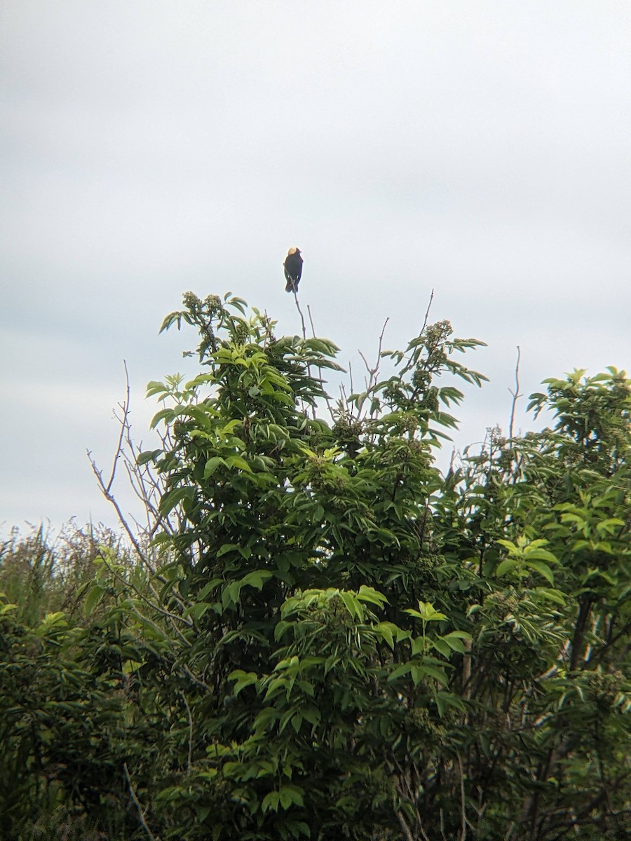 bobolink americký - ML620645104